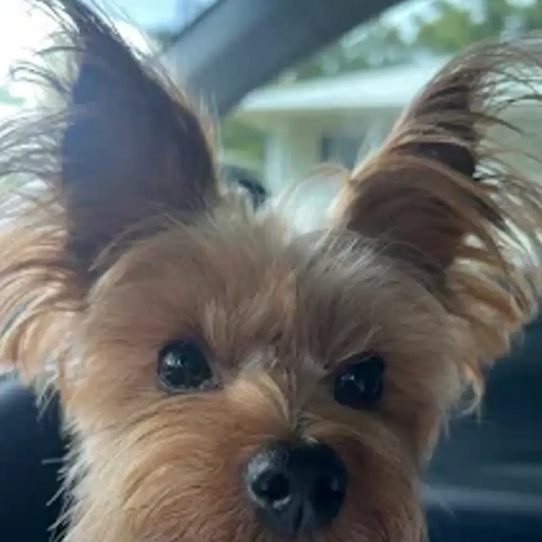 Close-up of a small dog with large ears inside a car