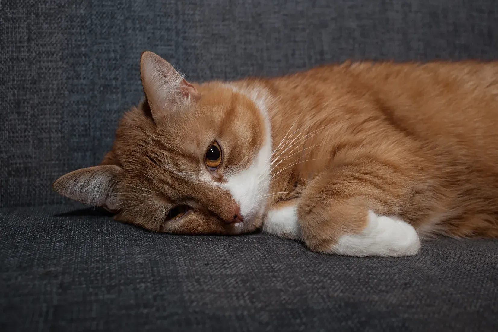 Orange and white cat resting on a gray couch indoors
